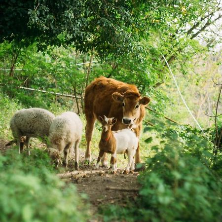 Domus Agricolae Corallina Torre del Greco Eksteriør bilde